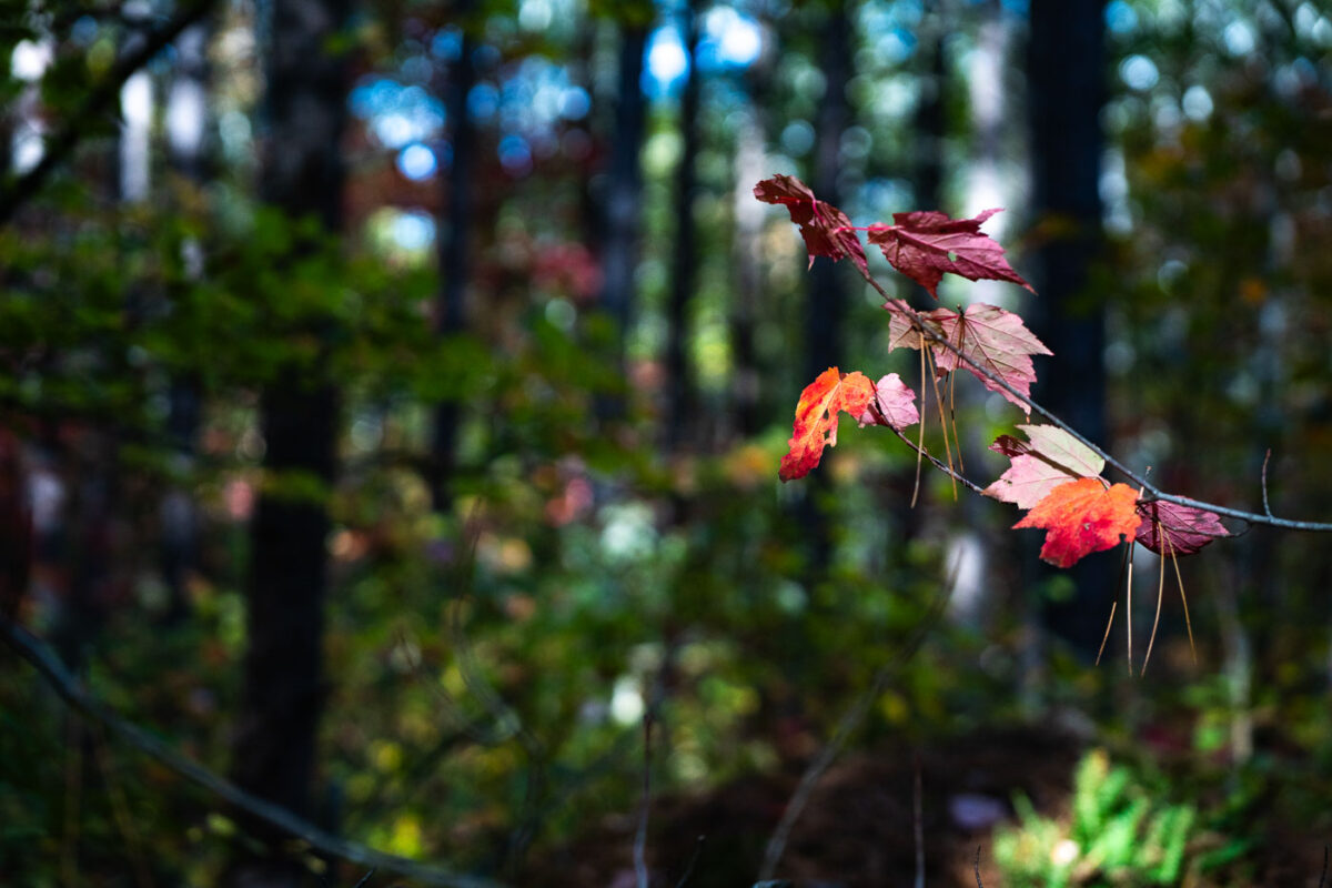 Early Autumn Color in Superior National Forest