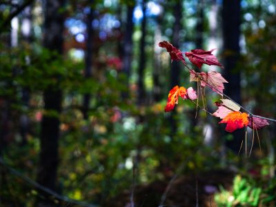 Early Autumn Color in Superior National Forest