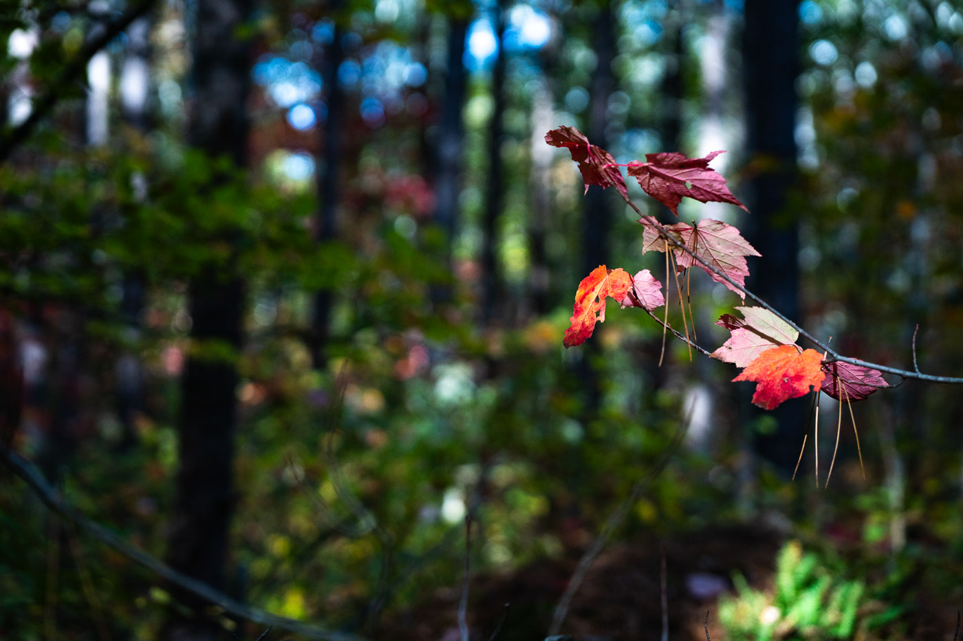 Early Autumn Color in Superior National Forest
