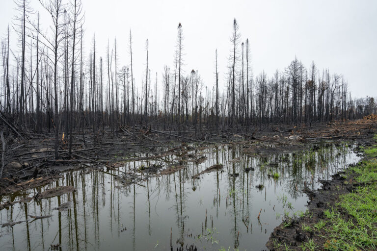 Greenwood Fire: Burned Forest & Wetland, Isabella 3 The landscape near Isabella, Minnesota, displays the aftermath of the Greenwood Fire, which occurred in August 2021. This wildfire significantly impacted the forest and wetland ecosystems within the Superior National Forest, an area adjacent to the Boundary Waters Canoe Area Wilderness. Charred tree trunks and fallen timber stand in waterlogged ground, reflecting the fire's intensity. Despite the extensive damage, new green vegetation is beginning to emerge, marking the initial stages of ecological recovery in this northern Minnesota environment.