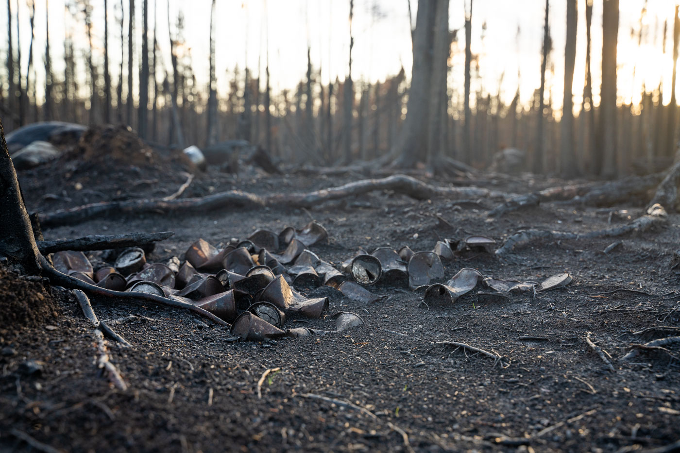 Melted cans rest on the charred forest floor in the Superior National Forest, a lasting impact of the Greenwood Fire that ignited in August 2021. This significant wildfire devastated areas near Isabella in northern Minnesota, affecting the landscape within the Superior National Forest and adjacent Boundary Waters Canoe Area Wilderness. The blaze left behind a stark landscape of blackened trees and debris, underscoring the ecological impact of such events in this sensitive northern wilderness. The presence of these distorted cans indicates the intensity of the fire and the extent of human activity in the affected region.