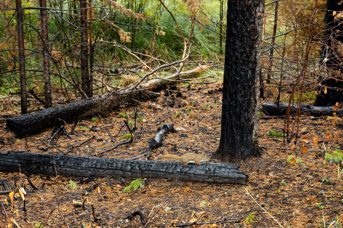 Squirrel on Burned Log, Greenwood Fire, Superior National Forest