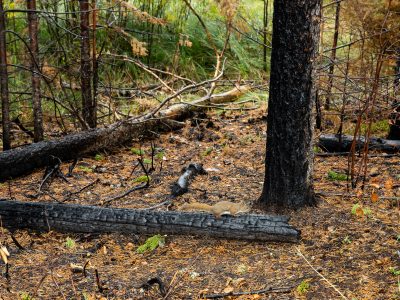 Squirrel on Burned Log, Greenwood Fire, Superior National Forest