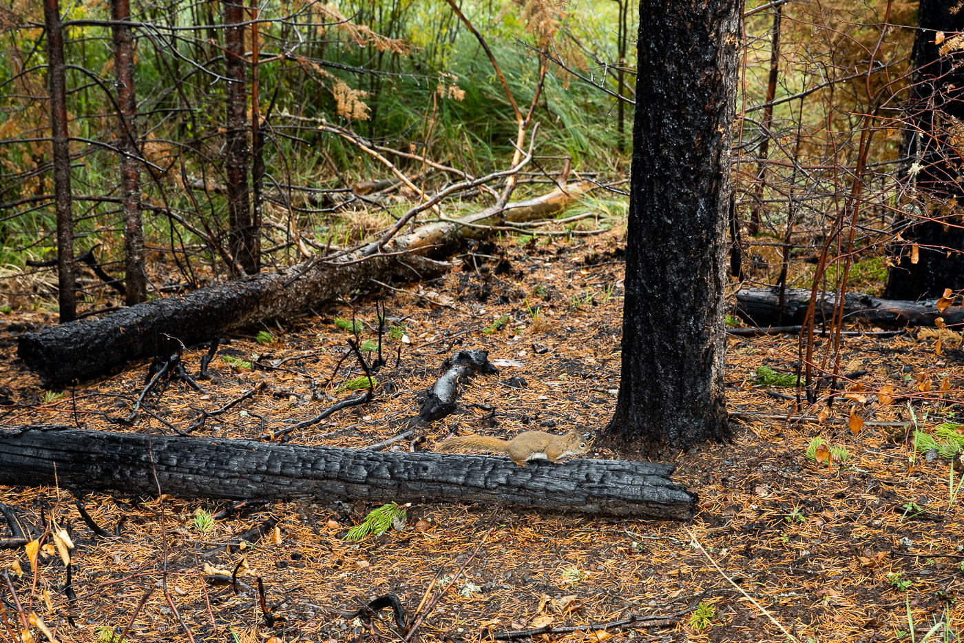 A squirrel rests on a charred log within the Superior National Forest, an area significantly impacted by the Greenwood Fire. This major wildfire, which occurred near Isabella, Minnesota, burned thousands of acres, including portions of the Boundary Waters Canoe Area Wilderness. The image documents the immediate post-fire landscape, characterized by blackened trees and fallen timber, yet also shows the resilience of wildlife. While forest fires are a natural ecological process in these northern forests, the Greenwood Fire represented a substantial event requiring extensive management and recovery efforts.