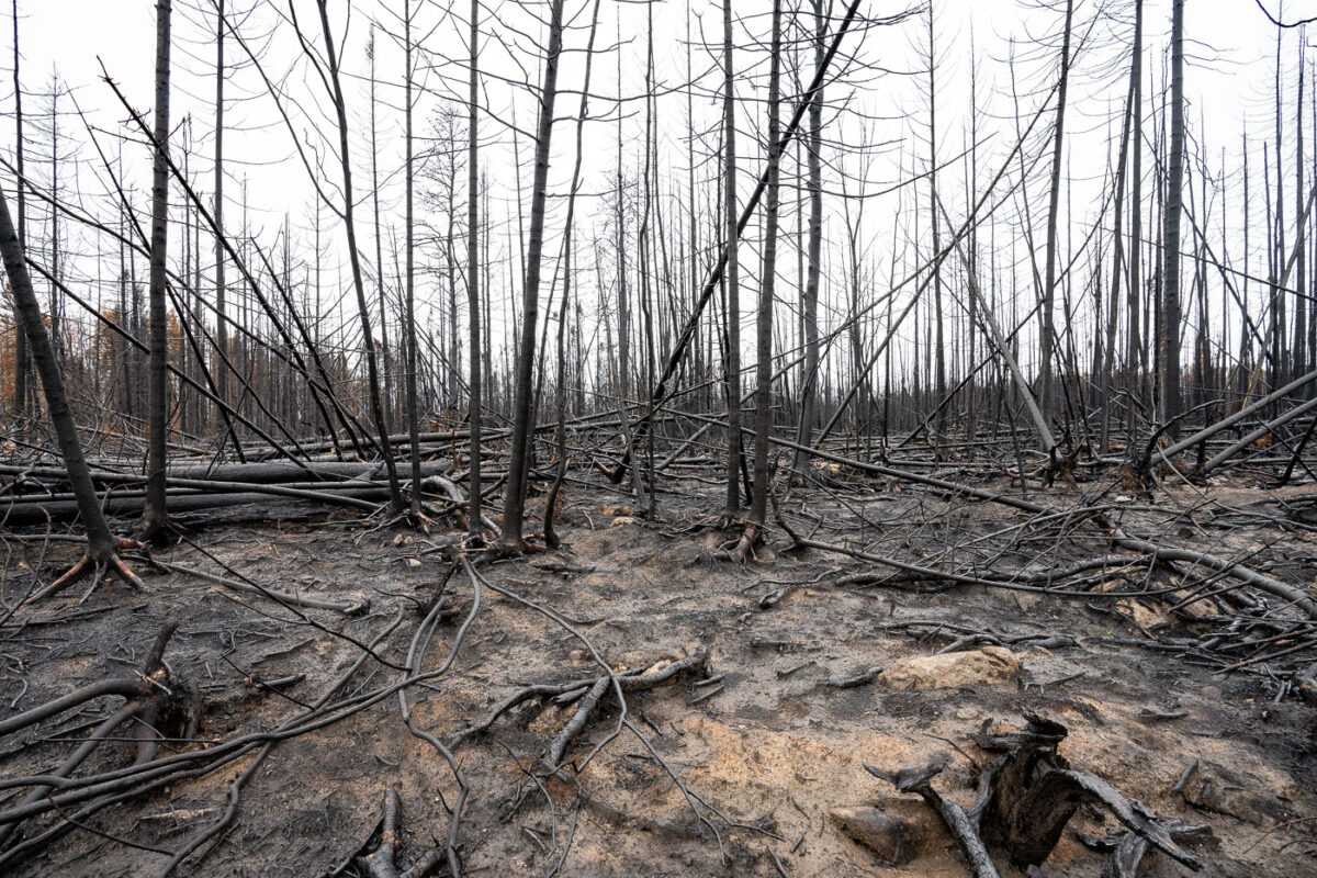 Burned Trees, Greenwood Fire, Superior National Forest