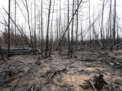 Burned Trees, Greenwood Fire, Superior National Forest