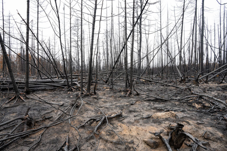 Burned Trees, Greenwood Fire, Superior National Forest 4 Charred trees stand in the aftermath of the Greenwood Fire within the Superior National Forest in northern Minnesota. This wildfire burned in August 2021, impacting areas near Isabella and within the broader Boundary Waters Canoe Area Wilderness. The Greenwood Fire consumed over 26,000 acres, leaving behind a landscape of scorched earth and skeletal tree trunks. Such fires are a natural, though often destructive, part of the forest ecosystem, influencing long-term ecological succession and forest management practices in the region.