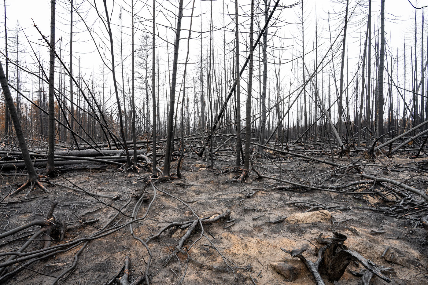 Charred trees stand in the aftermath of the Greenwood Fire within the Superior National Forest in northern Minnesota. This wildfire burned in August 2021, impacting areas near Isabella and within the broader Boundary Waters Canoe Area Wilderness. The Greenwood Fire consumed over 26,000 acres, leaving behind a landscape of scorched earth and skeletal tree trunks. Such fires are a natural, though often destructive, part of the forest ecosystem, influencing long-term ecological succession and forest management practices in the region.