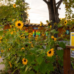 Sunflowers and a George Floyd Square "No Justice No Streets" yard sign seen in South Minneapolis.