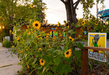 Sunflowers and a George Floyd Square "No Justice No Streets" yard sign seen in South Minneapolis.