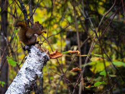 Red Squirrel in Superior National Forest