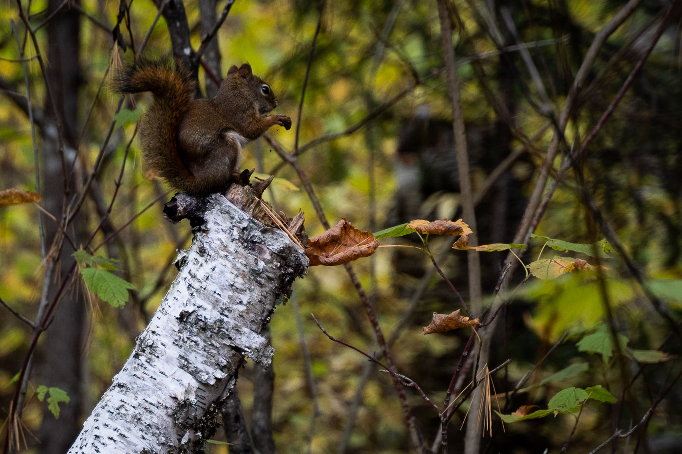 A red squirrel perches on a fallen birch log in Superior National Forest, Minnesota, a protected wilderness area known for its boreal forest and diverse wildlife.