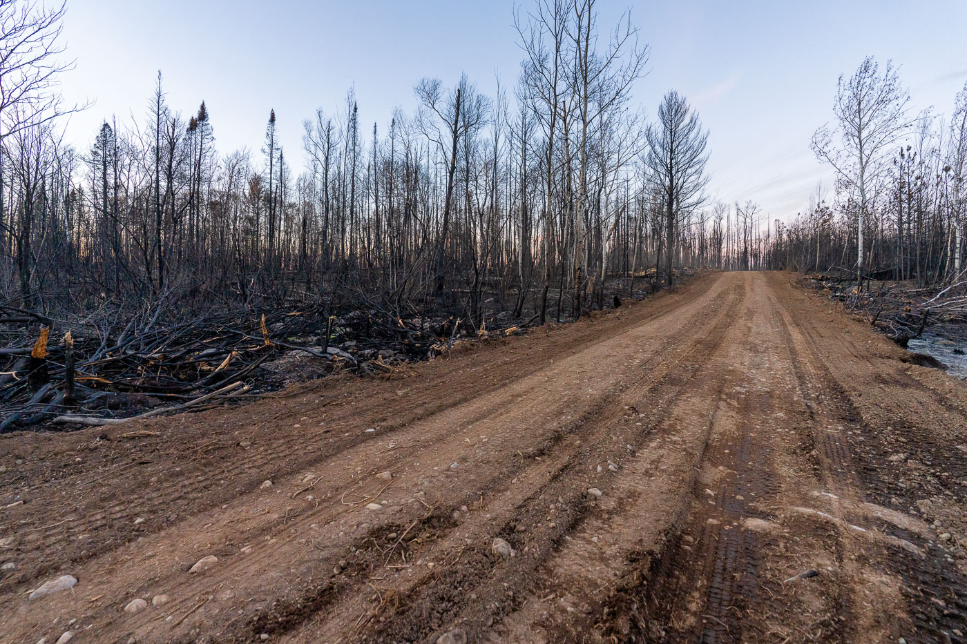 A road traverses the charred landscape within the Greenwood Fire closure zone in Minnesota's Superior National Forest. This area was severely impacted by the Greenwood Fire, which burned 27,000 acres after a lightning strike ignited the extremely dry forest. Hundreds of US Forest Service crew members were deployed to combat the wildfire, with ongoing efforts continuing in the aftermath. The fire significantly affected this northern Minnesota wilderness, including portions of the Boundary Waters Canoe Area Wilderness near Isabella.