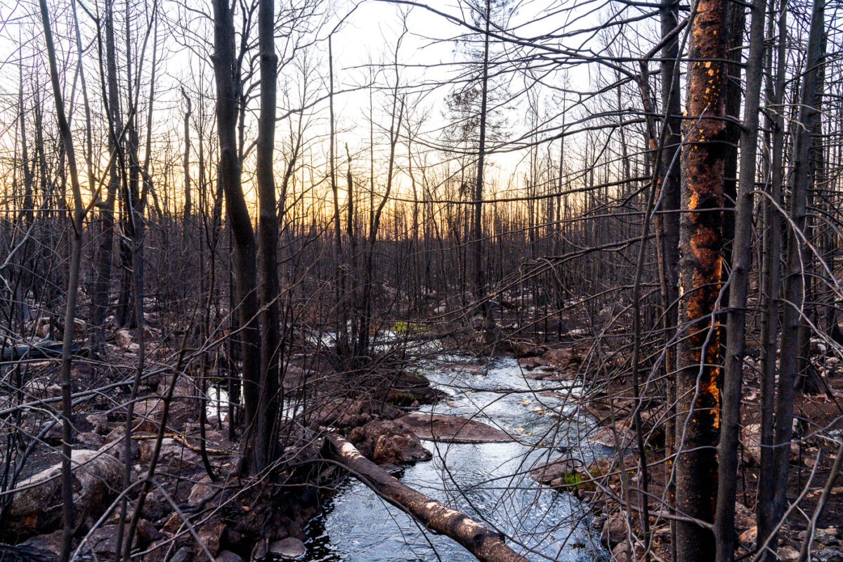 Burnt Forest, Greenwood Fire, Isabella, Minnesota