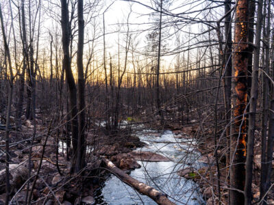 Burnt Forest, Greenwood Fire, Isabella, Minnesota