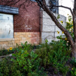 Sunflowers grow inside the barbed wire security fence at the Minneapolis Police Third Precinct.