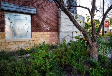 Sunflowers grow inside the barbed wire security fence at the Minneapolis Police Third Precinct.