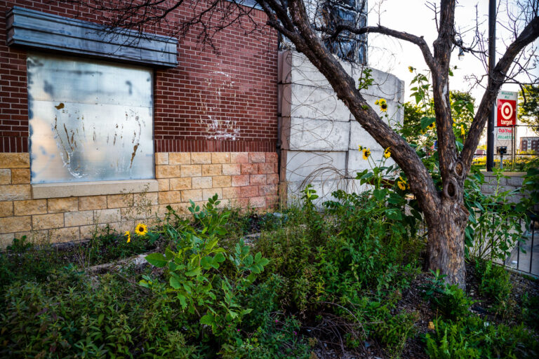 Weeds at burned out Minneapolis Police station 3 Sunflowers grow inside the barbed wire security fence at the Minneapolis Police Third Precinct.