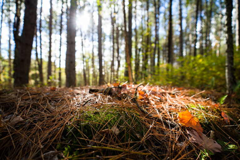 Superior National Forest, Minnesota: Forest Floor Detail 1 Forest floor detail in Superior National Forest, Minnesota, showing pine needles, moss, and fallen leaves under sunlight filtering through trees.