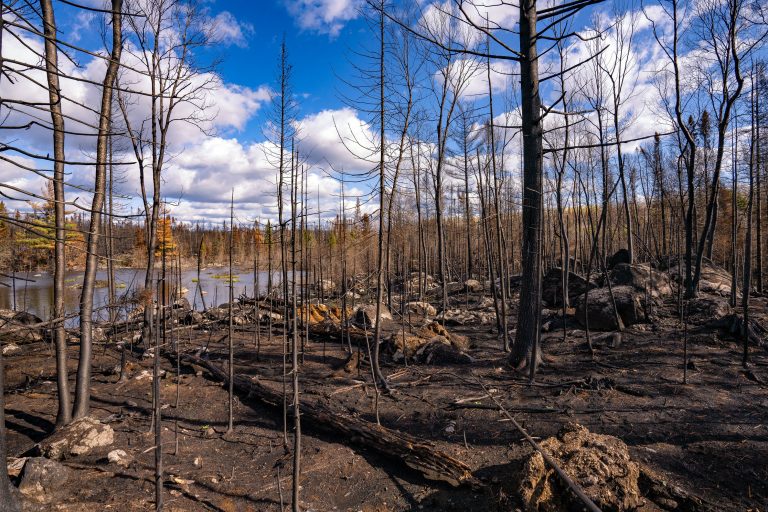 Burned forest after the Greenwood Fire 2 Greenwood Fire damage in Northern Minnesota