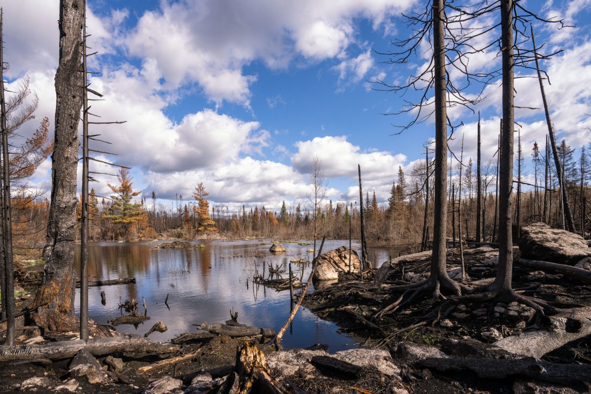 Burned trees in the Greenwood fire closure zone