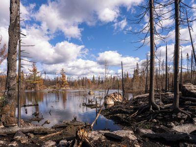 Burned trees in the Greenwood fire closure zone