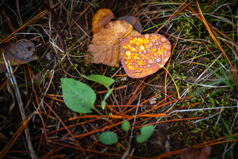 Dewy Aspen Leaf in Superior National Forest 1 Dewy aspen leaf among pine needles and moss in Superior National Forest, Minnesota