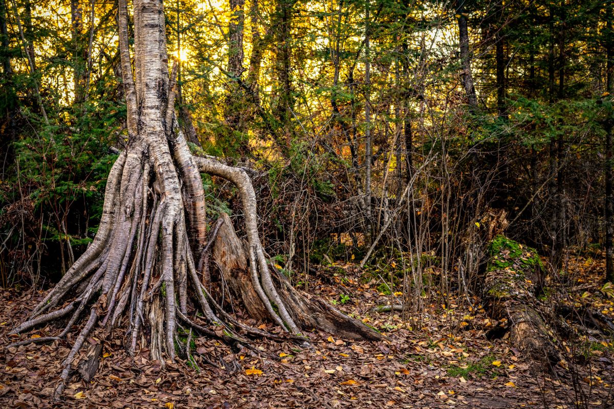 Interesting tree near Ely, Minnesota