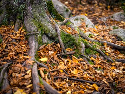Exposed Tree Roots and Autumn Leaves near Ely, Minnesota
