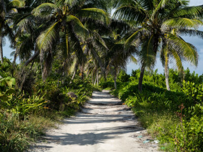 Dirt Road Lined with Palm Trees, Ambergris Caye