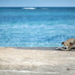 A stray dog sleeps on a dock on Ambergris Caye, Belize.