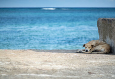 A stray dog sleeps on a dock on Ambergris Caye, Belize.