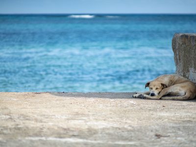 Stray Dog on Dock, Ambergris Caye, Belize