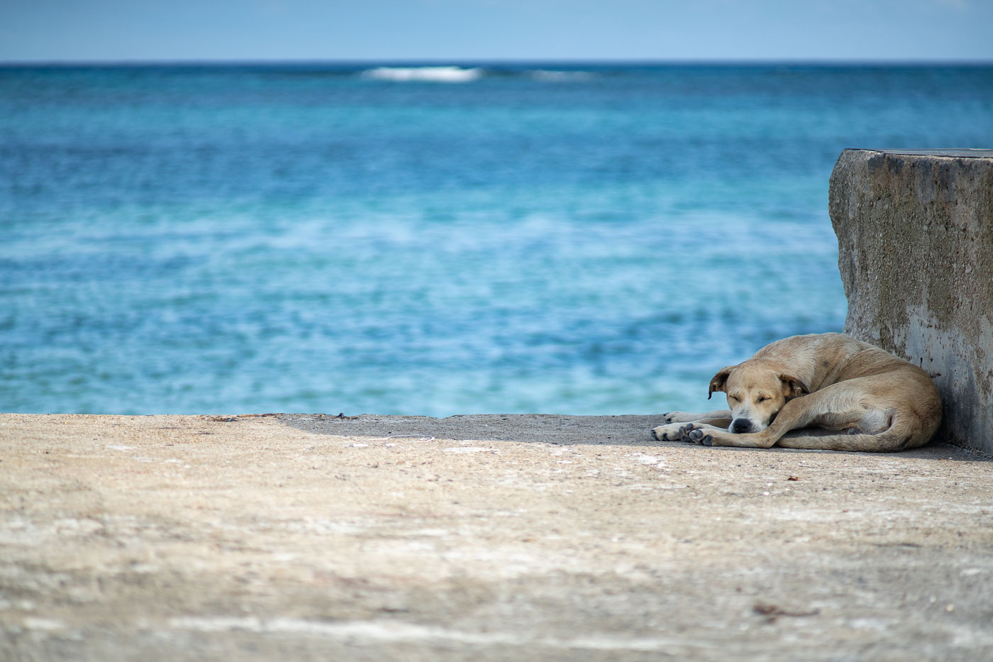 A stray dog sleeps on a dock on Ambergris Caye, Belize.