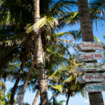 Signs on a palm tree in Ambergris Caye, Belize.