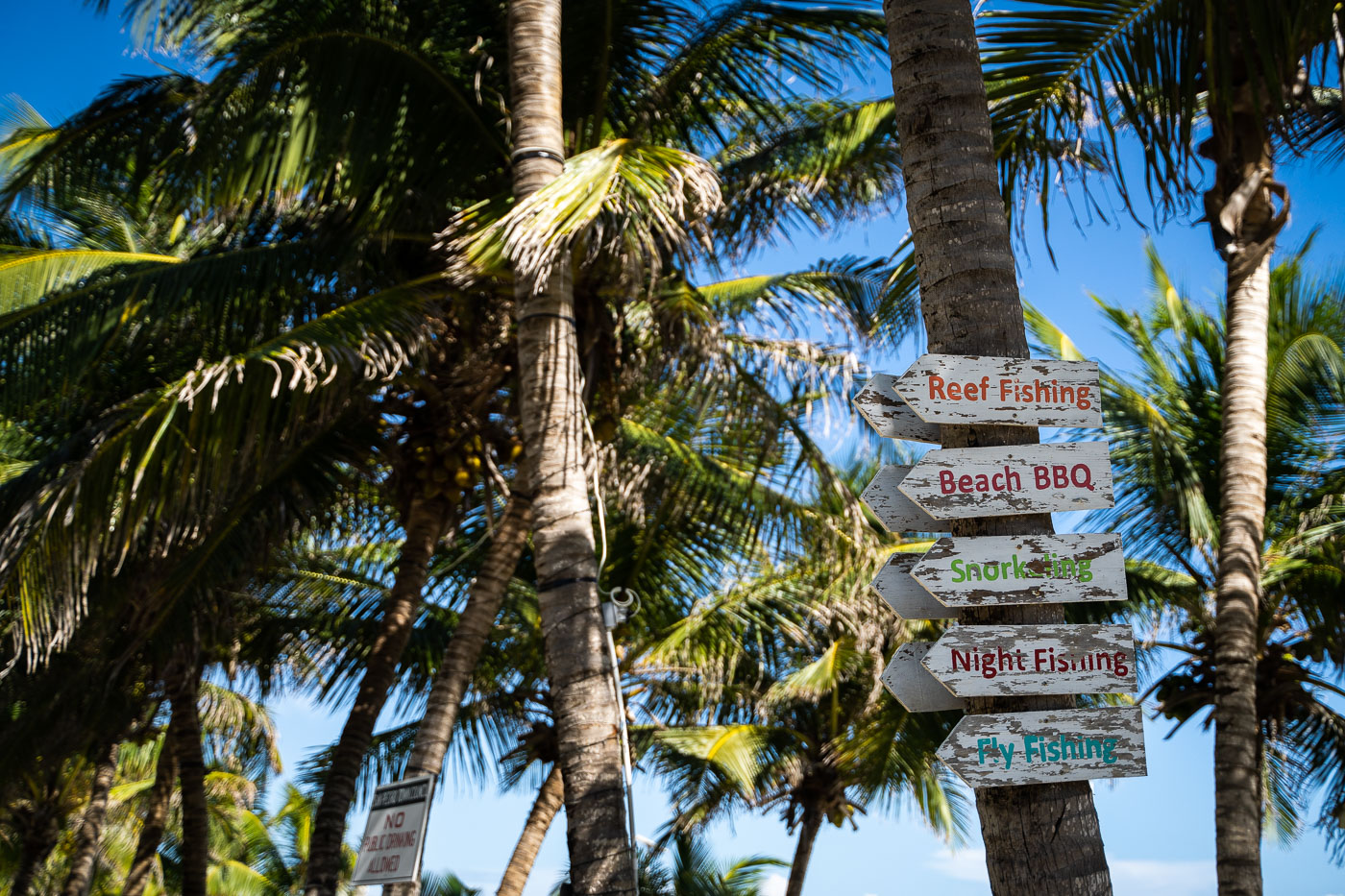 Ambergris Caye signage on a tree