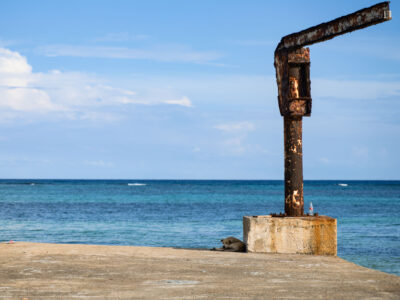 Dog on Dock, Ambergris Caye, Belize