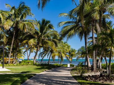 Palm-Lined Path to Las Terrazas Resort, Ambergris Caye