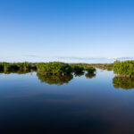 Mangroves in San Pedro Belize.