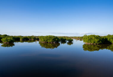 Mangroves in San Pedro Belize.
