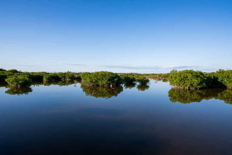 Mangroves in San Pedro Belize.