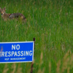 A lone coyote stands alert in the tall summer grass just beyond an NSP Management – No Trespassing sign near the Prairie Island area north of Red Wing, Minnesota. This stretch of river valley and utility-owned land forms a surprisingly rich habitat corridor, where deer, foxes, coyotes, and bald eagles move freely between the Mississippi River floodplain and the wooded bluffs nearby.

Despite the industrial footprint of the nearby power infrastructure, the surrounding fields and wetlands remain largely undeveloped, giving wildlife space to thrive. The coyote’s appearance at the edge of restricted property underscores how tightly human operations and natural ecosystems overlap along this section of the river.