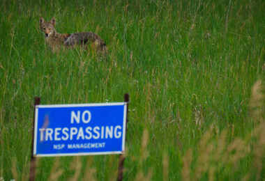 A lone coyote stands alert in the tall summer grass just beyond an NSP Management – No Trespassing sign near the Prairie Island area north of Red Wing, Minnesota. This stretch of river valley and utility-owned land forms a surprisingly rich habitat corridor, where deer, foxes, coyotes, and bald eagles move freely between the Mississippi River floodplain and the wooded bluffs nearby.

Despite the industrial footprint of the nearby power infrastructure, the surrounding fields and wetlands remain largely undeveloped, giving wildlife space to thrive. The coyote’s appearance at the edge of restricted property underscores how tightly human operations and natural ecosystems overlap along this section of the river.
