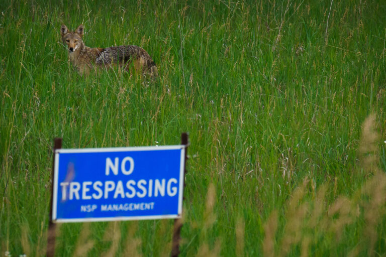 Coyote Near NSP Property Line 2 A lone coyote stands alert in the tall summer grass just beyond an NSP Management – No Trespassing sign near the Prairie Island area north of Red Wing, Minnesota. This stretch of river valley and utility-owned land forms a surprisingly rich habitat corridor, where deer, foxes, coyotes, and bald eagles move freely between the Mississippi River floodplain and the wooded bluffs nearby.Despite the industrial footprint of the nearby power infrastructure, the surrounding fields and wetlands remain largely undeveloped, giving wildlife space to thrive. The coyote’s appearance at the edge of restricted property underscores how tightly human operations and natural ecosystems overlap along this section of the river.