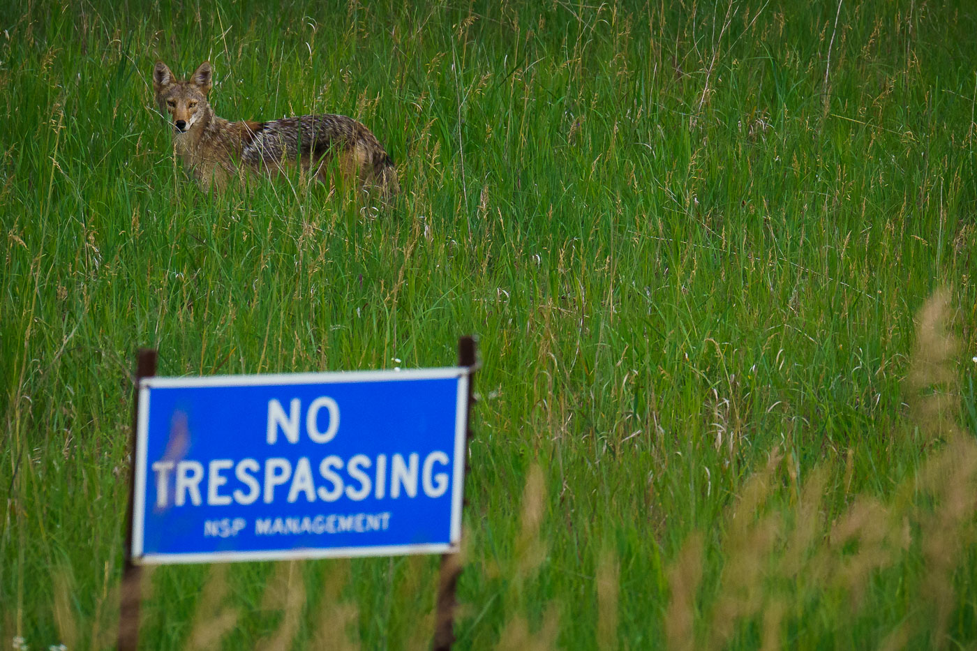 Coyote Near NSP Property Line