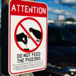 "Attention: Do not feed the pigeons" sign in a parking lot in South Minneapolis.