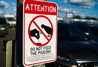 "Attention: Do not feed the pigeons" sign in a parking lot in South Minneapolis.