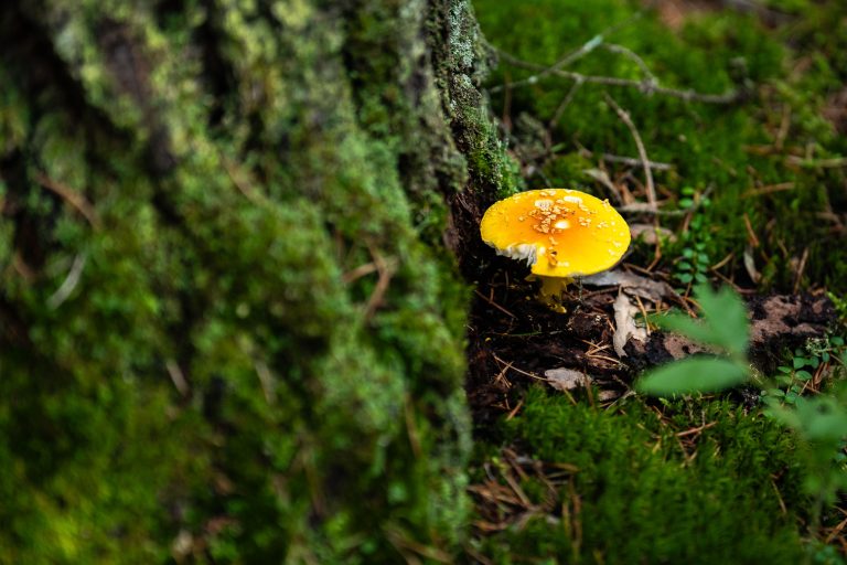 Amanita muscaria mushroom in Minnesota 1 Amanita muscaria mushroom in Minnesota