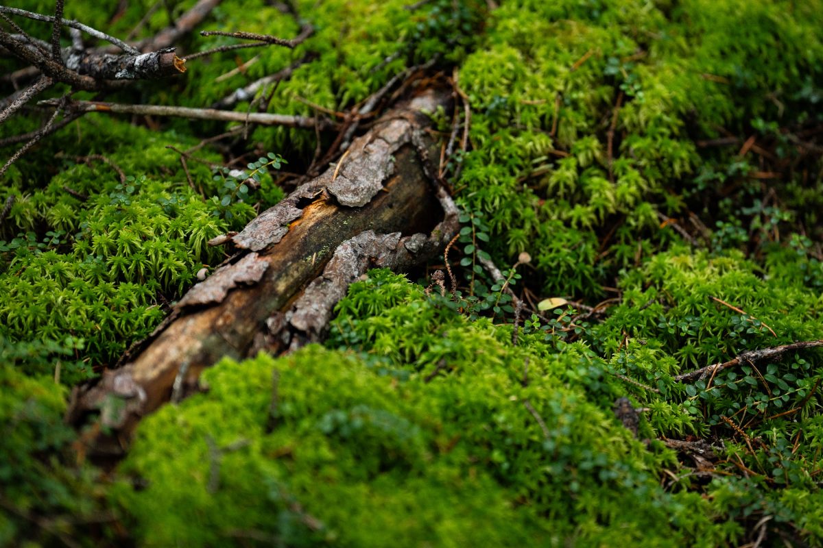 Decaying log laying in the Superior National Forest