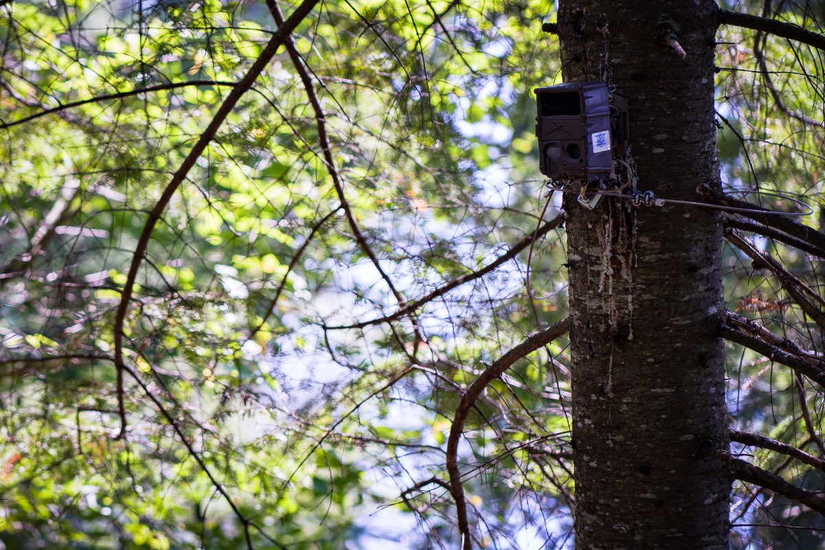 Trail cam in the Superior National Forest, Minnesota